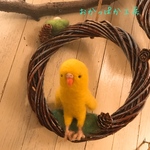 セキセイインコちゃんリース (黄色)