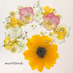 115.押し花アソート〜イエロー系 ひまわり 小花 mix 押し花素材