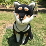 黒柴さん
