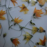 押し花素材 メラスフェルラ