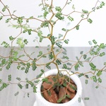 メルヘンの木！＜ミクロフィラ・ソフォラ＞現品　受け皿付き
