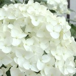 sakurannbo715様 ご予約品
