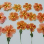 押し花素材🌼ジャメスブリトニア15輪