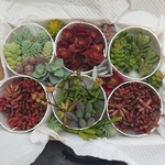 多肉植物☆レア☆セダム6種SET☆オマケ付き