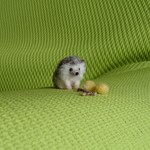 待て! ハリネズミ 羊毛フェルト
