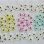押し花素材40   コデマリ