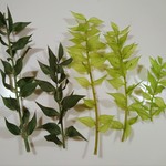 29 ラスカス☆ミントグリーン☆セージグリーン