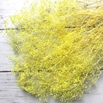 ☆【プリザーブドフラワー】かすみ草　イエロー　花材　ドーム　レジン　ハーバリウムにおすすめ