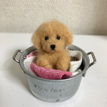 バケツプードルちゃん