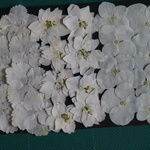 押し花商品【アジサイ、千鳥草　白色ミックス】