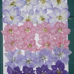 押し花商品【千鳥草】