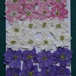 押し花商品【千鳥草 3色 】