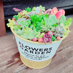 イエロー多肉植物寄せ植え