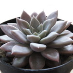 多肉植物　"エルメス"