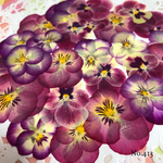 ♡new♡作家様必見♡ ♡赤花処理済み♡ ♡人気のビオラ♡押し花セット