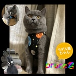 ちょっと大きめシリーズ☆猫ちゃん用ハーネス(宇宙柄)Lサイズ
