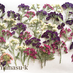 K様専用ページ　押し花素材22　アリッサム