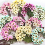   押し花素材24　コデマリ