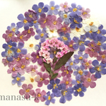  押し花素材34　パコパ　コデマリ　