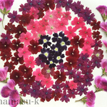 押し花素材35　バーベナ　ベラルゴニューム