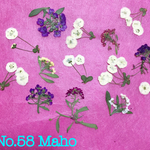 ♡押し花素材♡アリッサム、しじみ花♡