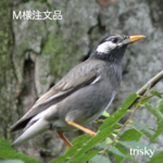 M様注文品
