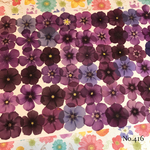 ♡人気作品♡ 作家様必見！ 落ち着いた大人カラー♡フロックス押し花セット