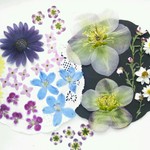 【ワンコイン】押し花  春のおまかせmix A　40枚セット