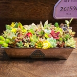☆再販☆　多肉植物★カラフル★寄せ植え