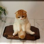 羊毛フェルト　猫　スコティッシュフォールド　スコ座り　ブサカワ　ねこ　ネコ　