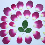 押し花☆ミニバラの花びら