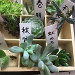 多肉植物9種類