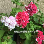 reityaro様専用ページ