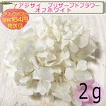 ◆No.07◆『オフホワイト』アジサイ　プリザーブドフラワー　２ｇ