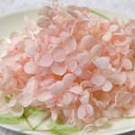 アナベル紫陽花　あじさい　アジサイ　プリザーブド　ベイビーピンク