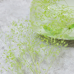 かすみ草　カスミ草　プリザーブド　ミントグリーン