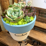 シンプル鉢(ブルー)