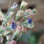 スイトピー（薄色：9本）の Dry Flower