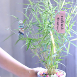 7月7日は七夕です★願いを込めて