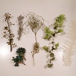 43 グリーン☆少しずつ☆花材☆プリザーブドグリーン☆ハーバリウム☆ゴアナクロー☆ユーカリ・エキゾチカ
