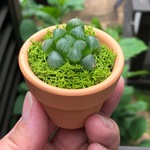  赤ちゃんハオルチア「オブツーサ」