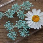 押し花【レースフラワー20個入】ミント