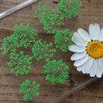 押し花【レースフラワー20個入】ライトグリーン
