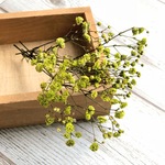 かすみ草のドライフラワー   濃いもえぎ色