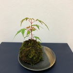 【送料無料】もみじの苔玉 お皿付き