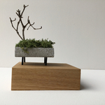 cement-wood-green-bonsai 1 