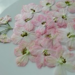 押し花素材。チドリソウ一重　ピンク