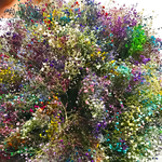 蕾付きかすみ草mix