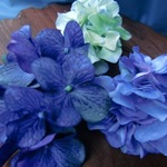 紫陽花　青の3色Ｕピン