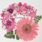 226.押し花アソート〜ピンク ガーベラ 小花 mix 押し花素材